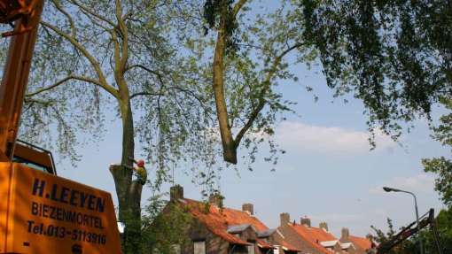 bomen rooien bomen kappen in Gelderland Aalst Aalten Aam Achterdrempt Achterhoek Achtersehoek Acquoy Aerdendenburg Aerdt Afferden Alem Alhpen Altforst Alverna Ammerzoden Ampsen Andelst Angeren Apeldoorn